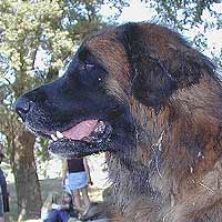 Ein Leonberger in Profil